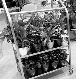 Malá radost pro klienty domova seniorů a personál nemocnice