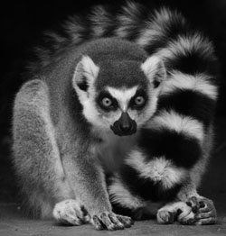 Máme sedm nominací na Českou cenu za PR