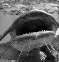 Ewing PR going fishing with Jakub Vagner?